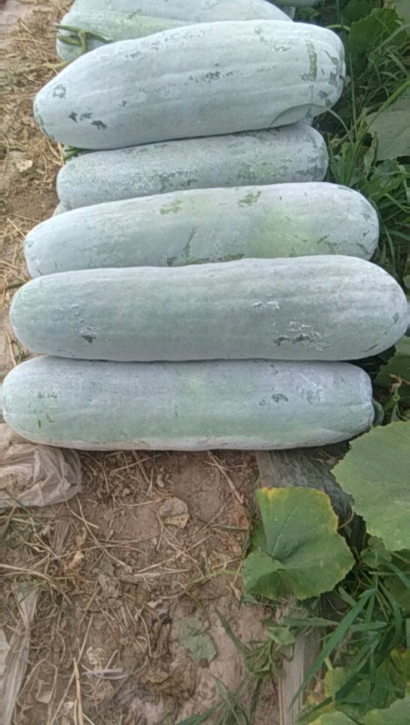 芜湖精品长条白皮冬瓜，产地直供保质保量，量大从优。