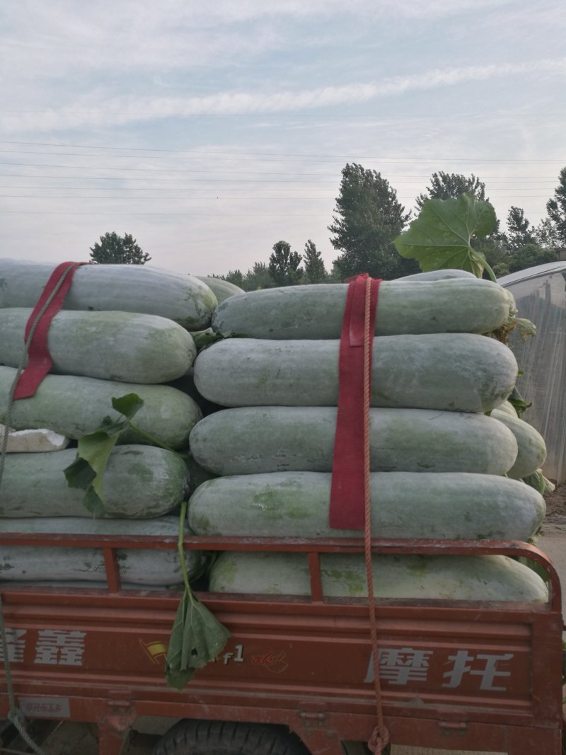 芜湖精品长条白皮冬瓜，产地直供保质保量，量大从优。