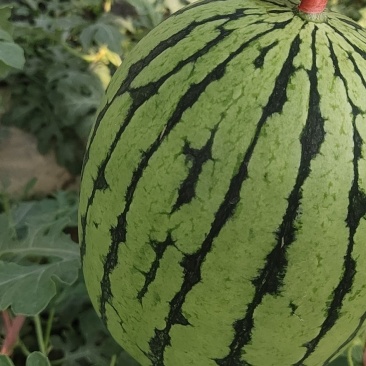 陕西吊篮西瓜以大量上市