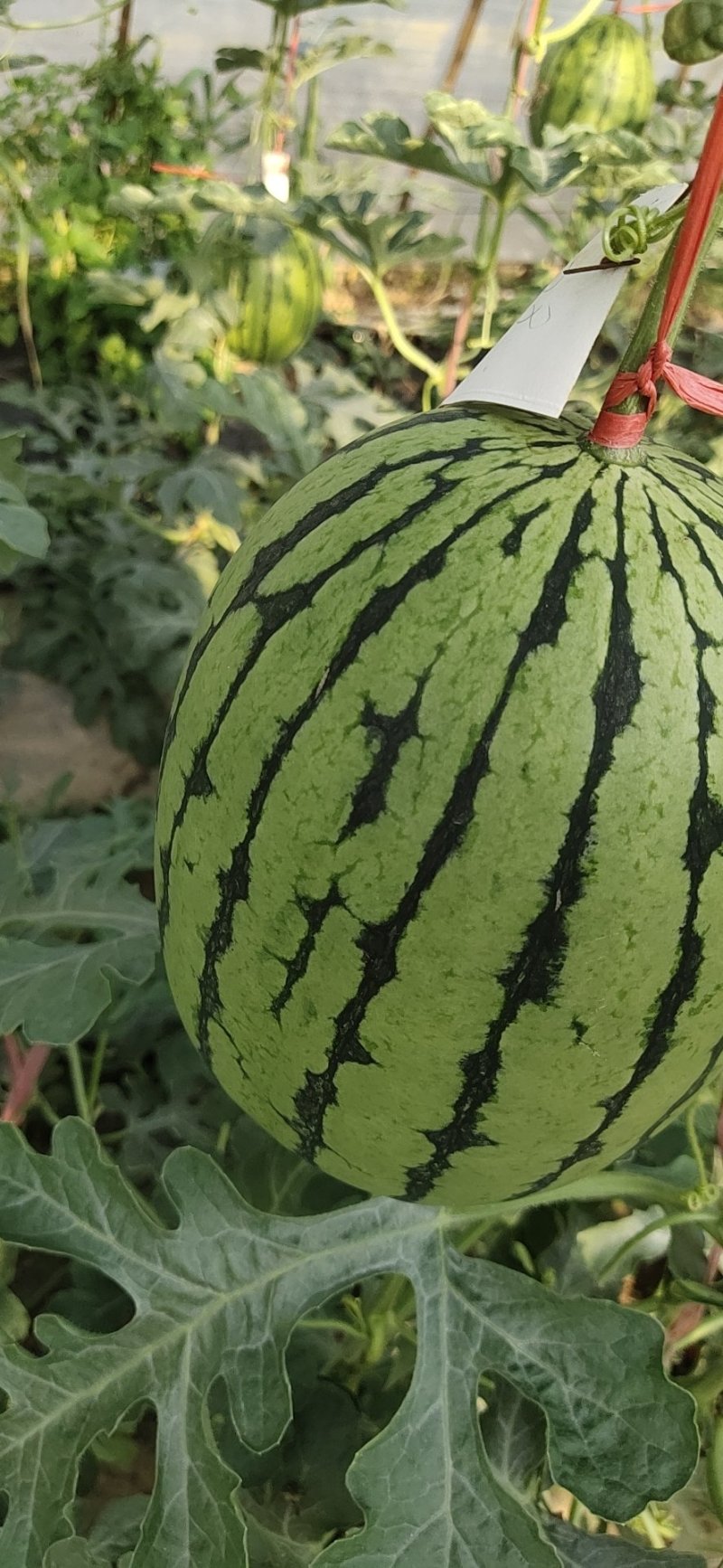 陕西吊篮西瓜以大量上市