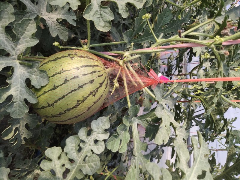 陕西吊篮西瓜以大量上市