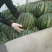 安丘红沙沟甜王西瓜