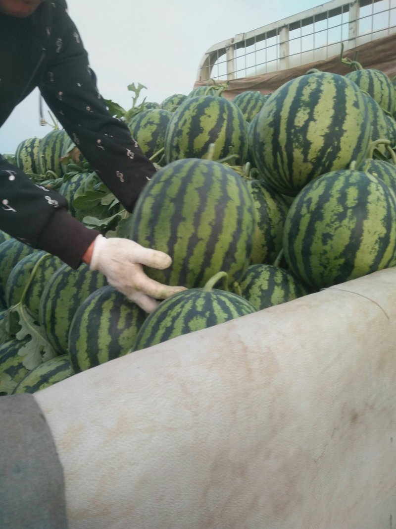 安丘红沙沟甜王西瓜