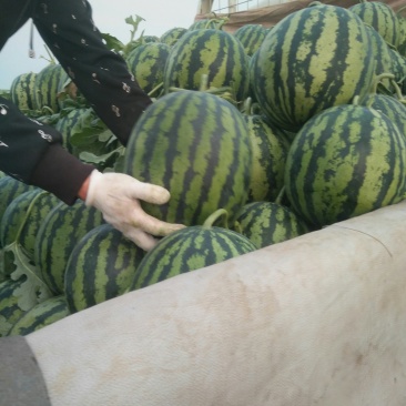 安丘红沙沟甜王西瓜
