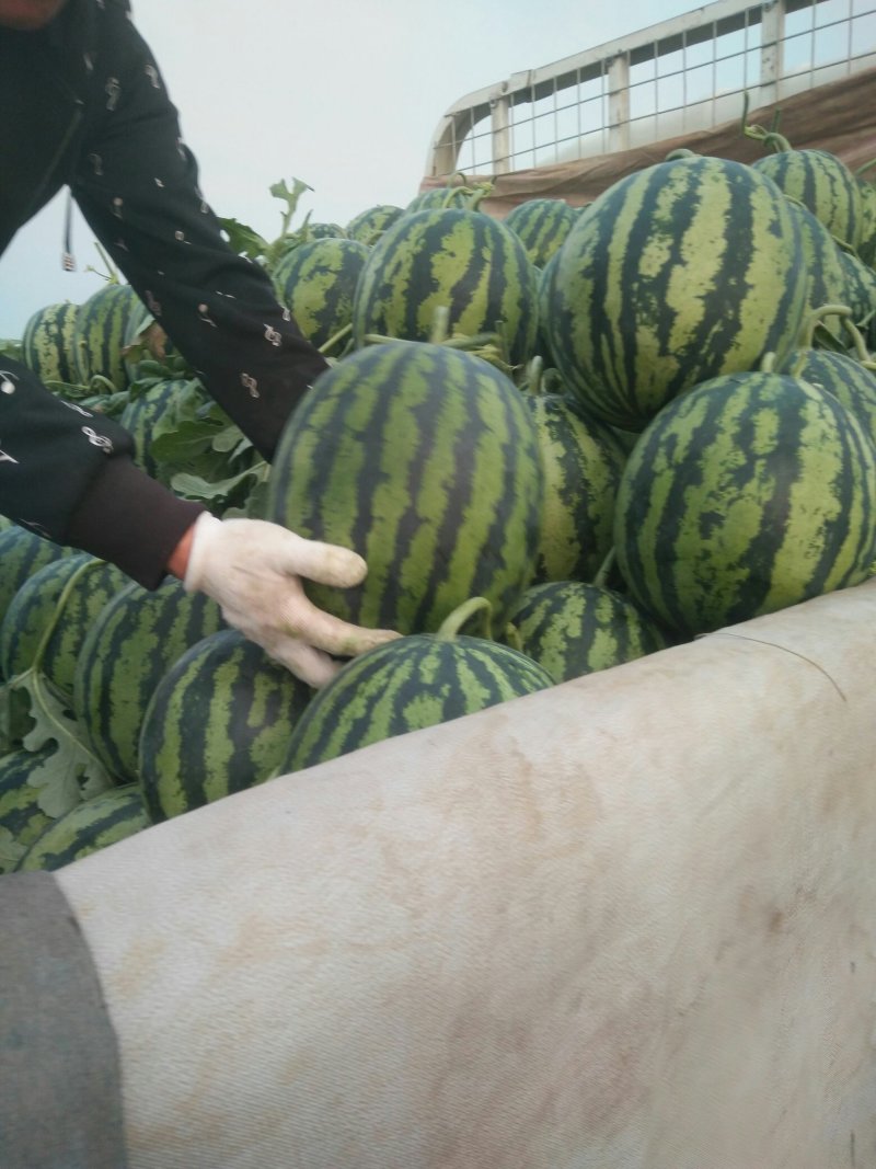 安丘红沙沟甜王西瓜