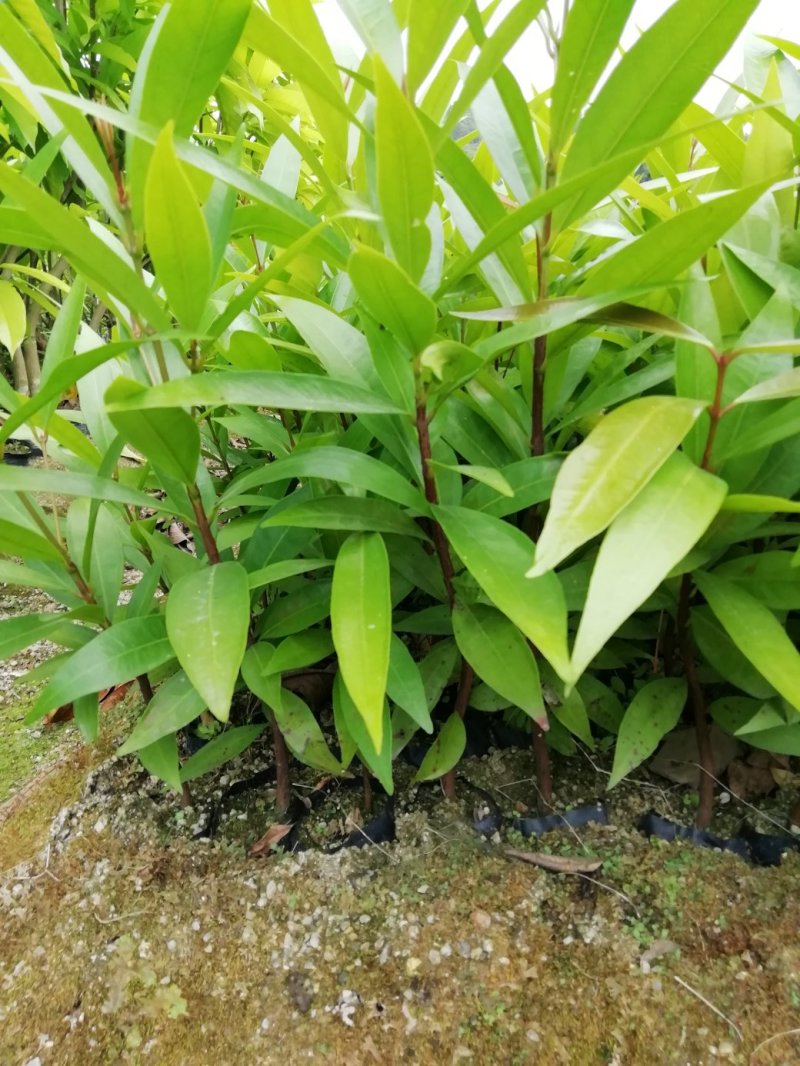 水蒲桃苗土莲雾苗未嫁接苗