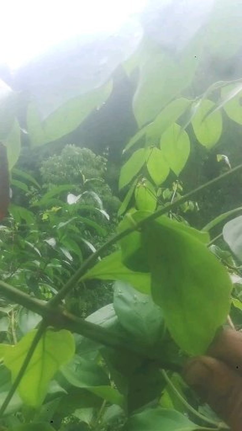 钩藤，双钩，单钩，大叶钩藤，平滑钩藤