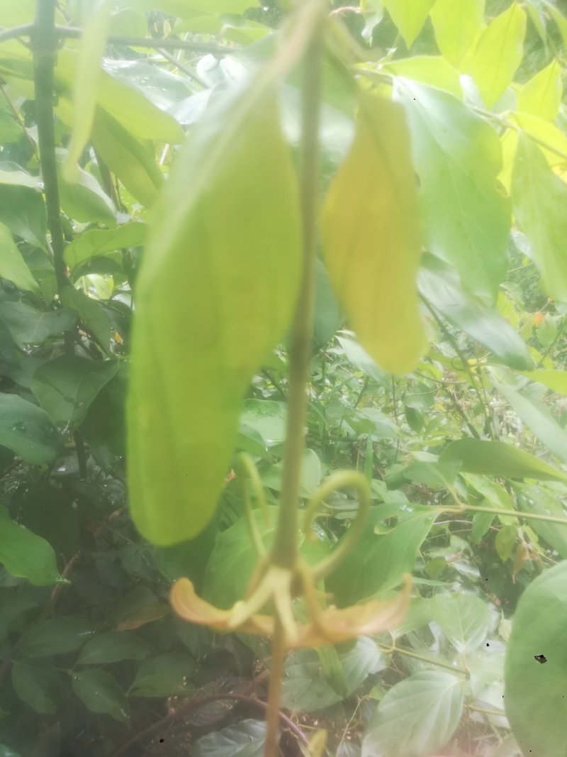 钩藤，双钩，单钩，大叶钩藤，平滑钩藤