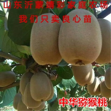 中华猕猴桃苗猕猴桃树苗南北方种植猕猴桃苗品种齐全