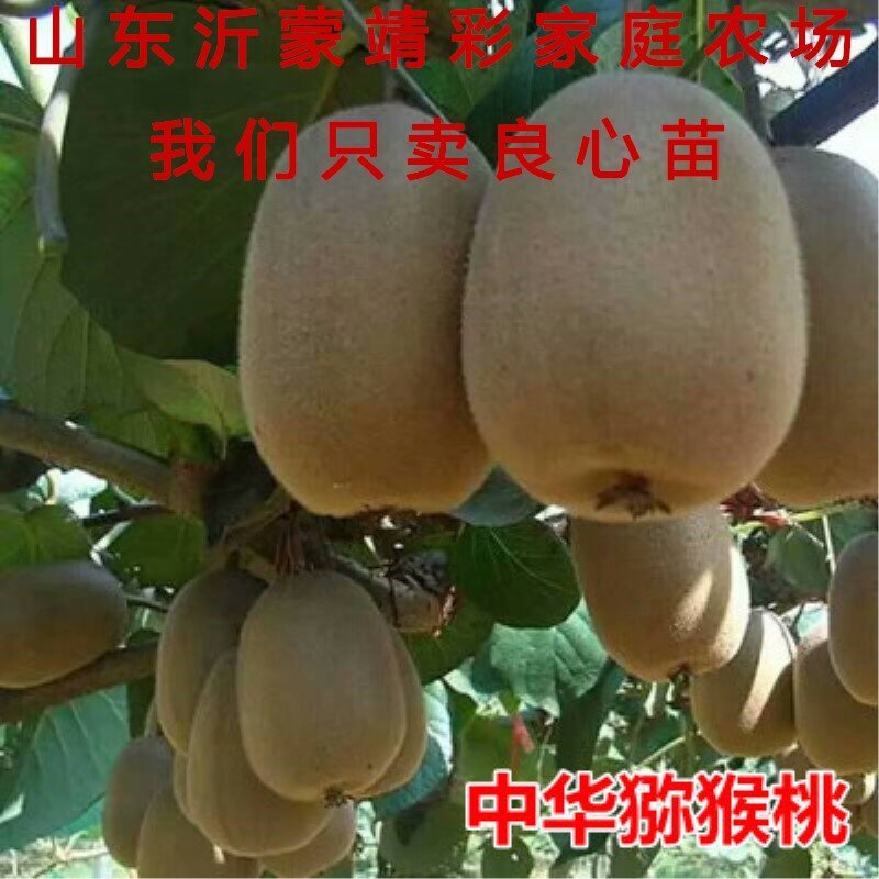中华猕猴桃苗猕猴桃树苗南北方种植猕猴桃苗品种齐全