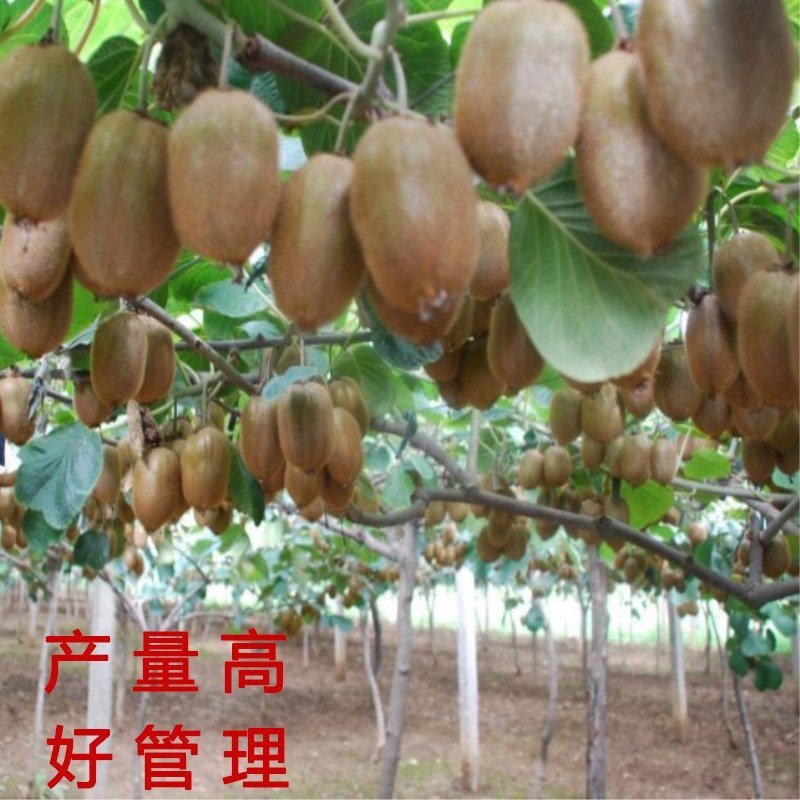 中华猕猴桃苗猕猴桃树苗南北方种植猕猴桃苗品种齐全