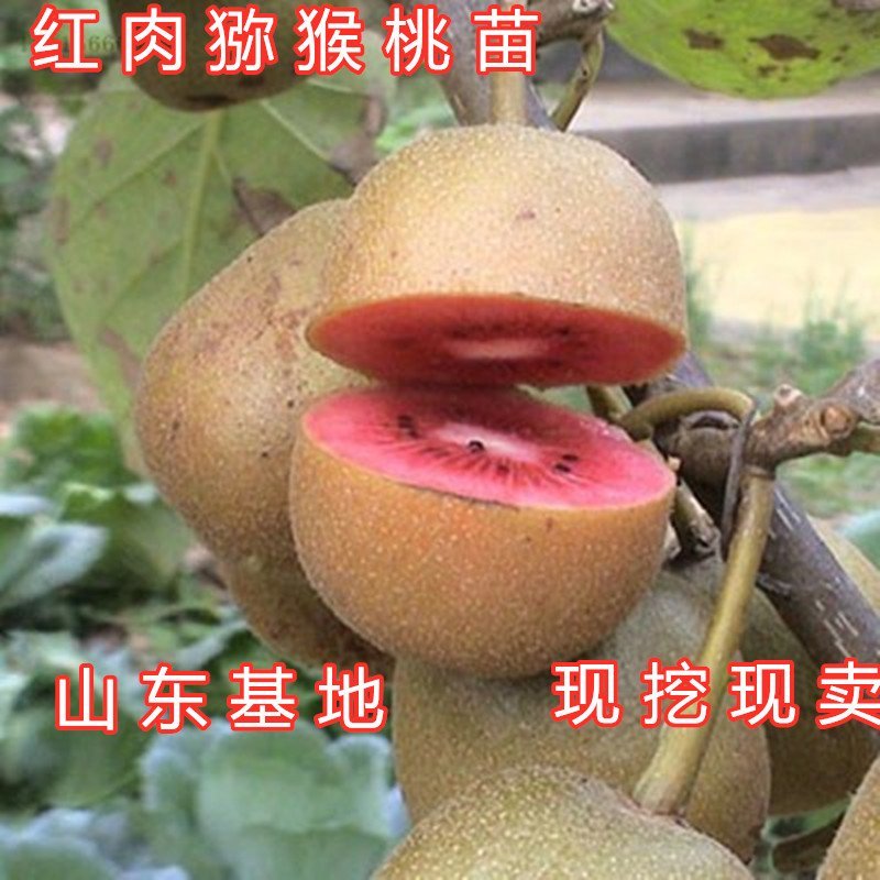 中华猕猴桃苗猕猴桃树苗南北方种植猕猴桃苗品种齐全