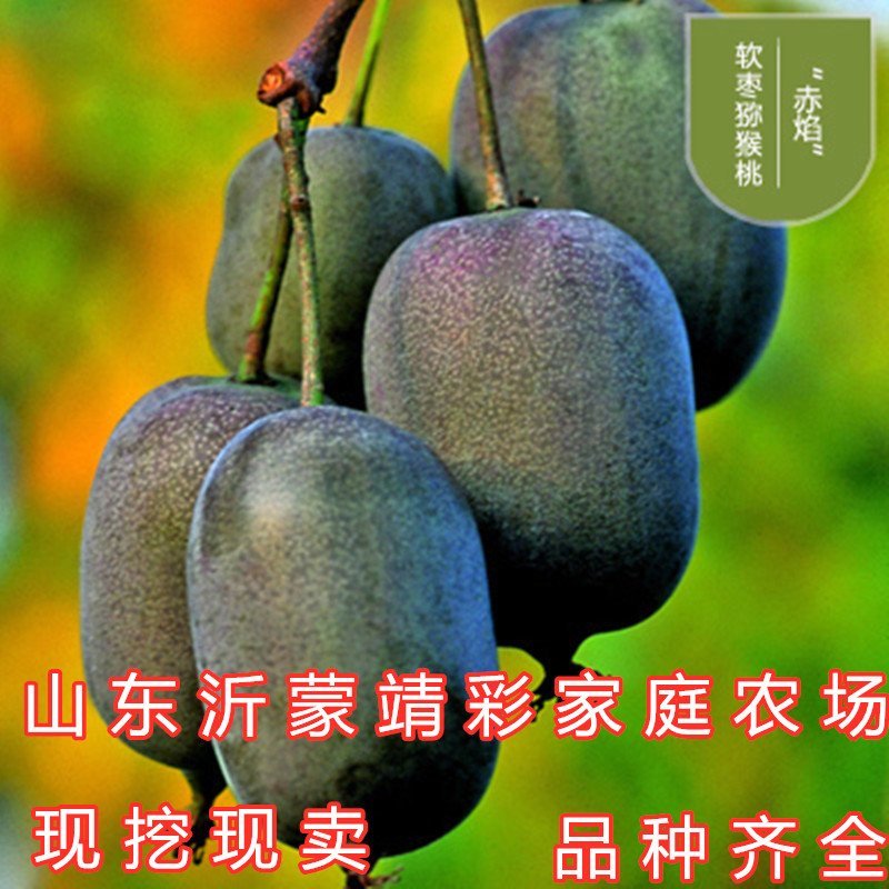 中华猕猴桃苗猕猴桃树苗南北方种植猕猴桃苗品种齐全