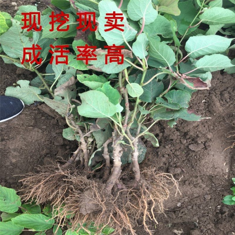 中华猕猴桃苗猕猴桃树苗南北方种植猕猴桃苗品种齐全