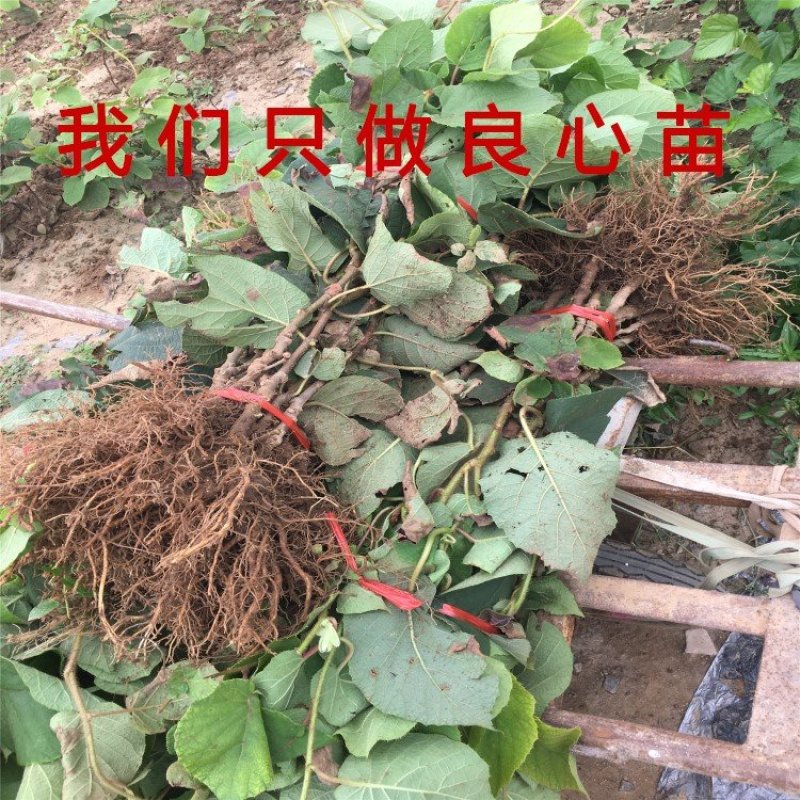 中华猕猴桃苗猕猴桃树苗南北方种植猕猴桃苗品种齐全