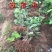 中华猕猴桃苗猕猴桃树苗南北方种植猕猴桃苗品种齐全