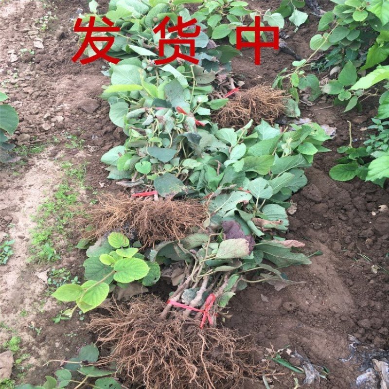 中华猕猴桃苗猕猴桃树苗南北方种植猕猴桃苗品种齐全
