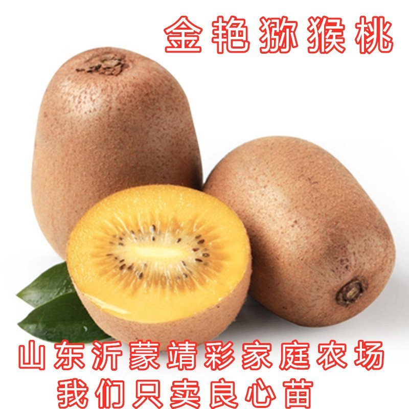 中华猕猴桃苗猕猴桃树苗南北方种植猕猴桃苗品种齐全