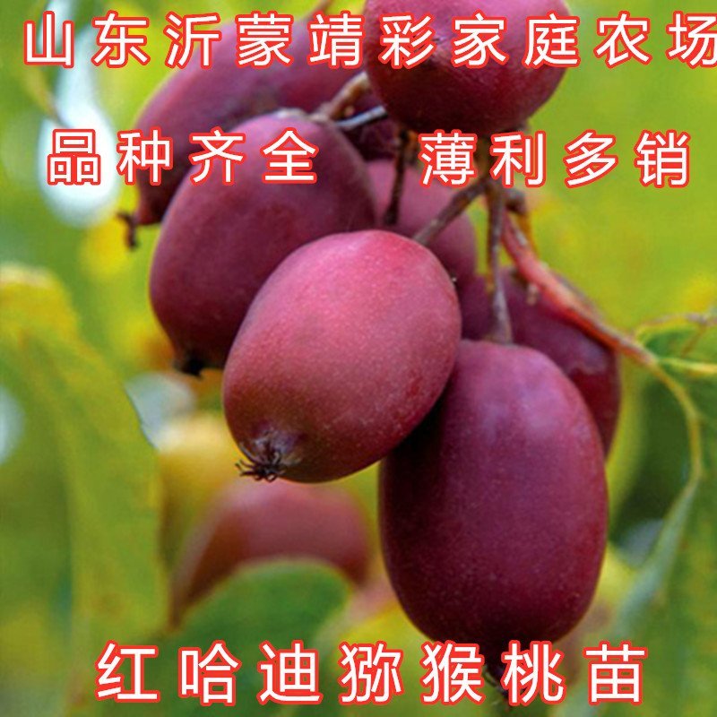 中华猕猴桃苗猕猴桃树苗南北方种植猕猴桃苗品种齐全