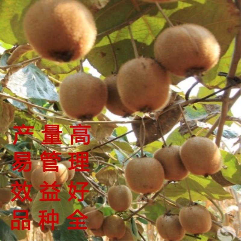 中华猕猴桃苗猕猴桃树苗南北方种植猕猴桃苗品种齐全