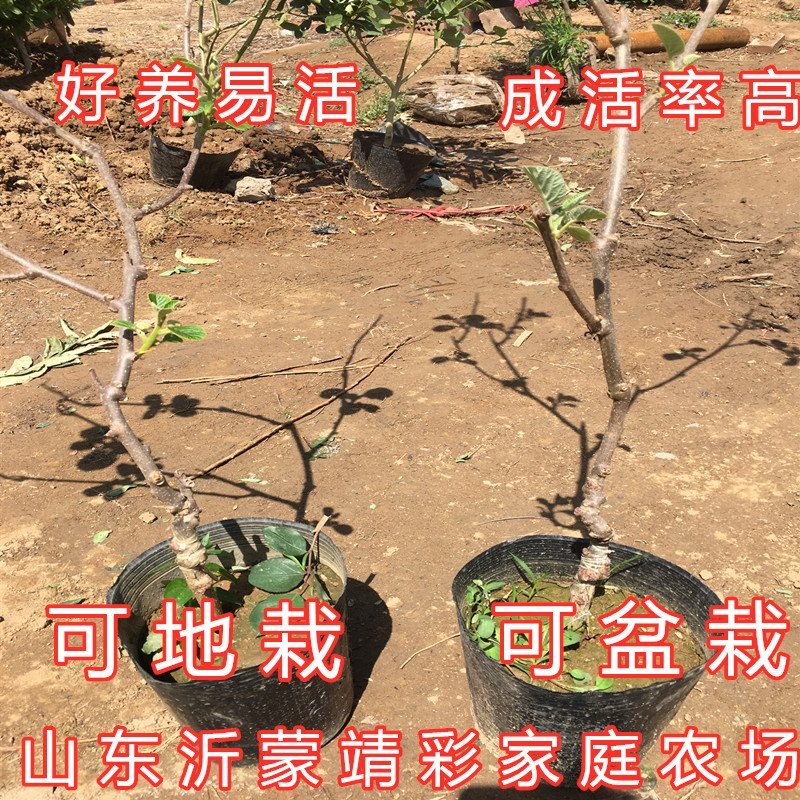 中华猕猴桃苗猕猴桃树苗南北方种植猕猴桃苗品种齐全