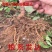 中华猕猴桃苗猕猴桃树苗南北方种植猕猴桃苗品种齐全