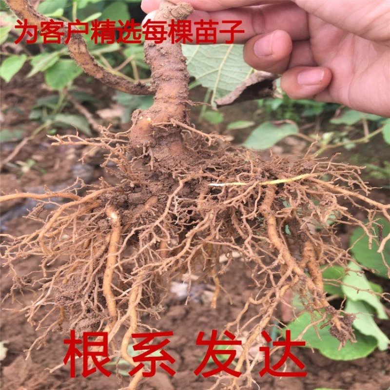 中华猕猴桃苗猕猴桃树苗南北方种植猕猴桃苗品种齐全