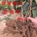 中华猕猴桃苗猕猴桃树苗南北方种植猕猴桃苗品种齐全