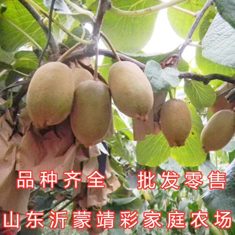 中华猕猴桃苗猕猴桃树苗南北方种植猕猴桃苗品种齐全