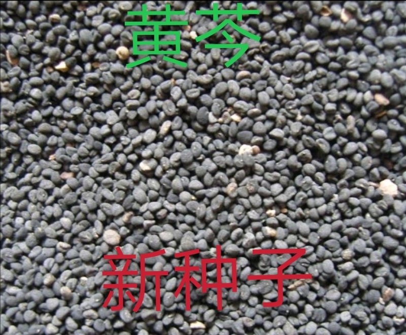 黄芩新种子，大量现货，90%发芽率，全国包邮。