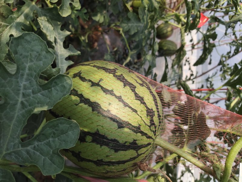 陕西吊篮西瓜以大量上市