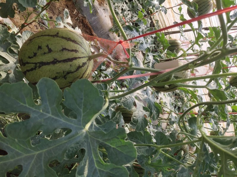 陕西吊篮西瓜以大量上市
