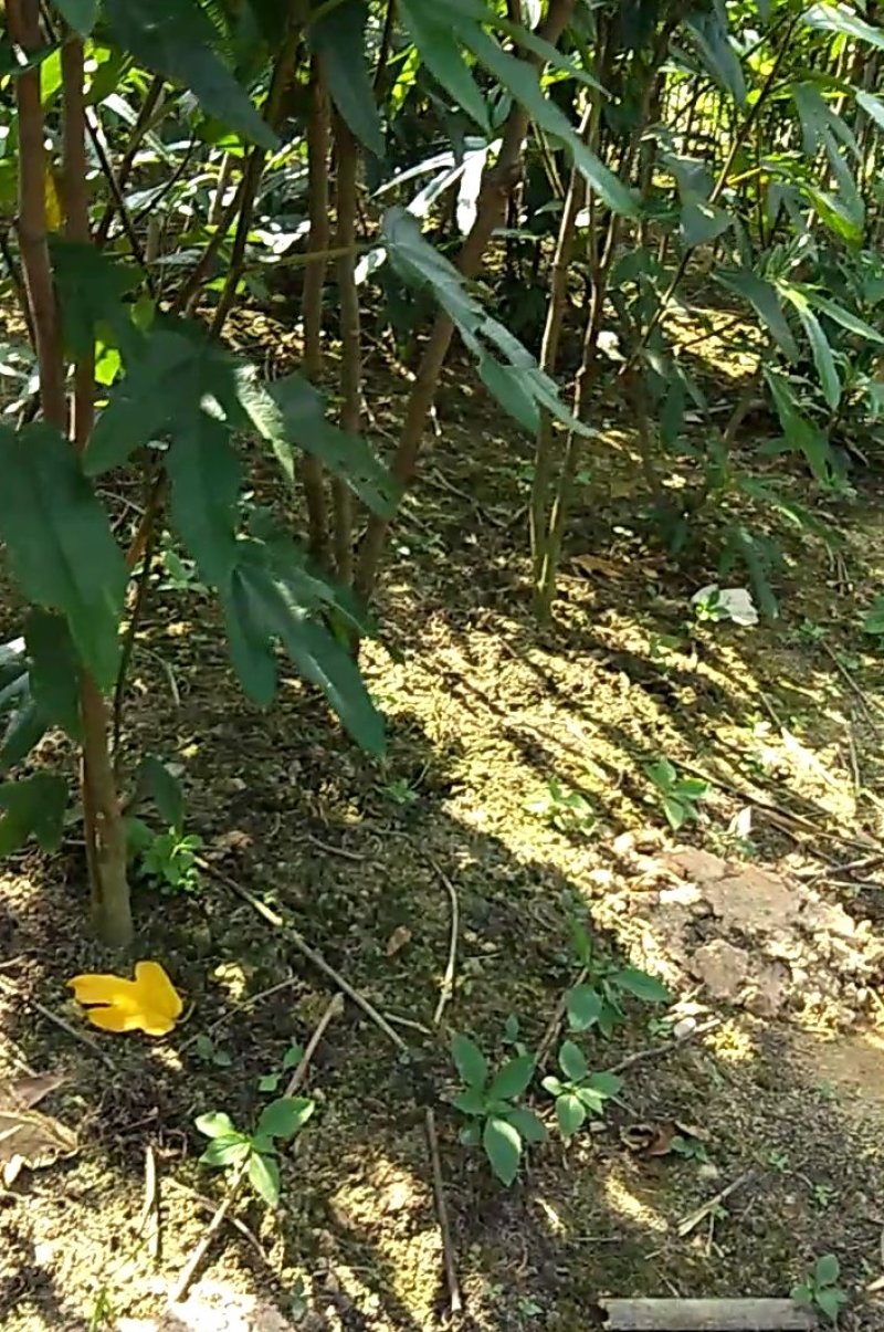 优质纯五指毛桃种子杯苗