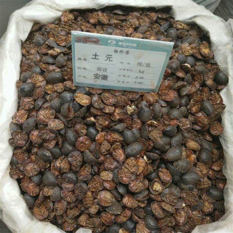 中药材大土元虫土鳖虫新货土元干