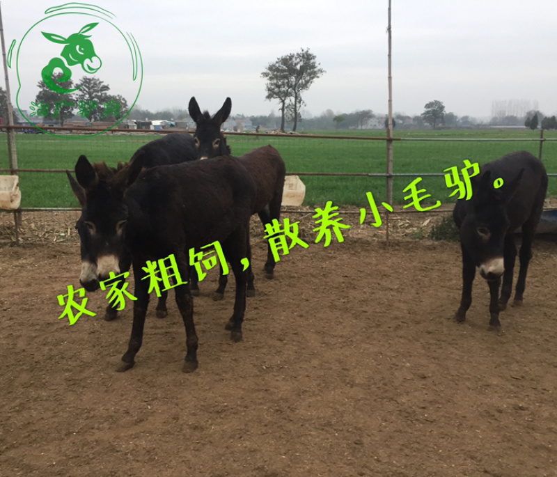熟驴肉真空熟食山东特产礼品五香卤香驴肉新鲜熟即食
