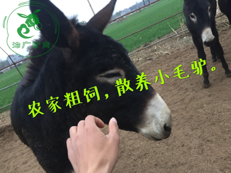 熟驴肉真空熟食山东特产礼品五香卤香驴肉新鲜熟即食