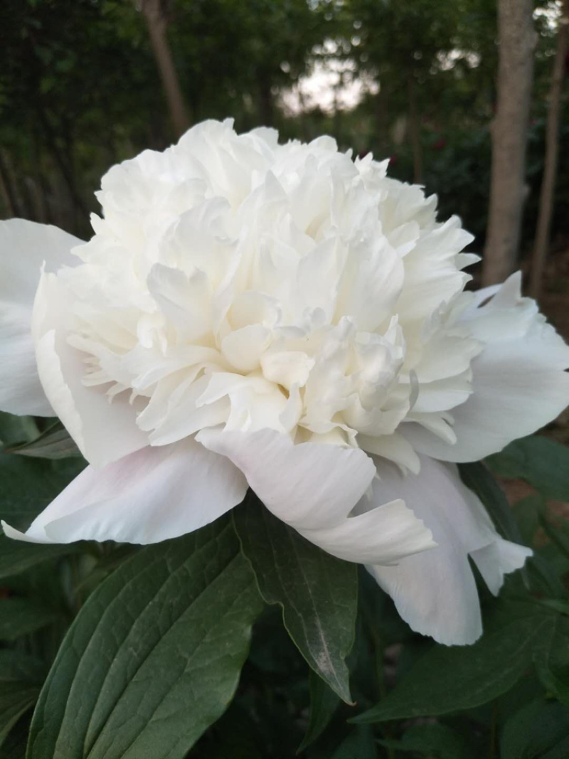 芍药可视频看货产地直供量大从优重瓣儿