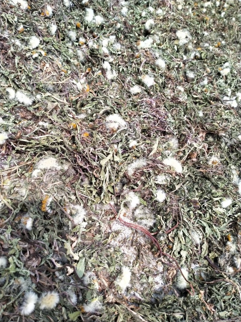 野生蒲公英！大货批发一手货源！量大包邮！