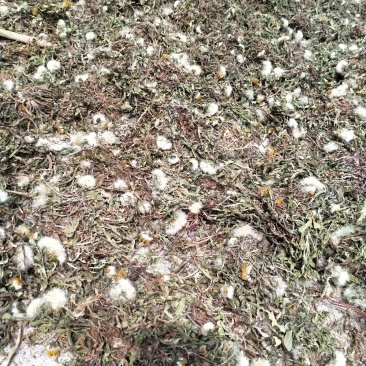野生蒲公英！大货批发一手货源！量大包邮！