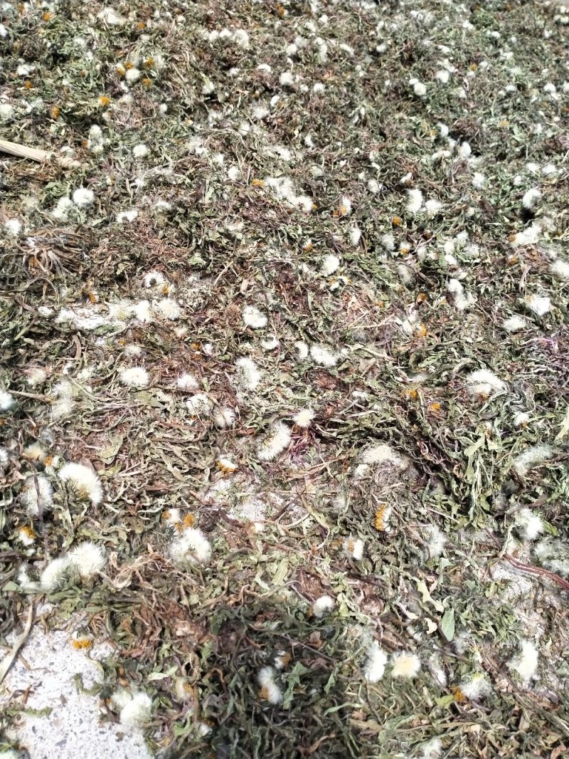 野生蒲公英！大货批发一手货源！量大包邮！