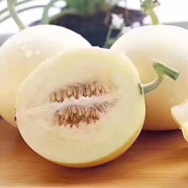 陕西阎良甜瓜
