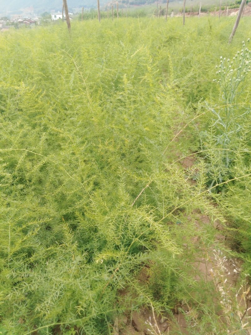 天冬苗，云南大天冬发源地，现有精品苗二百万株！