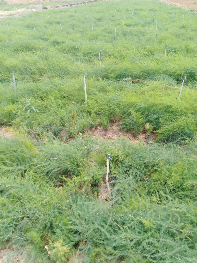 天冬苗，云南大天冬发源地，现有精品苗二百万株！