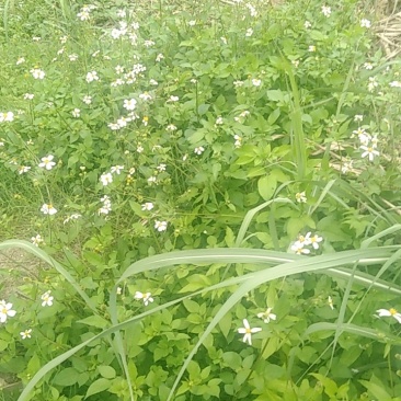 广西新鲜/干货/切碎/鬼针草