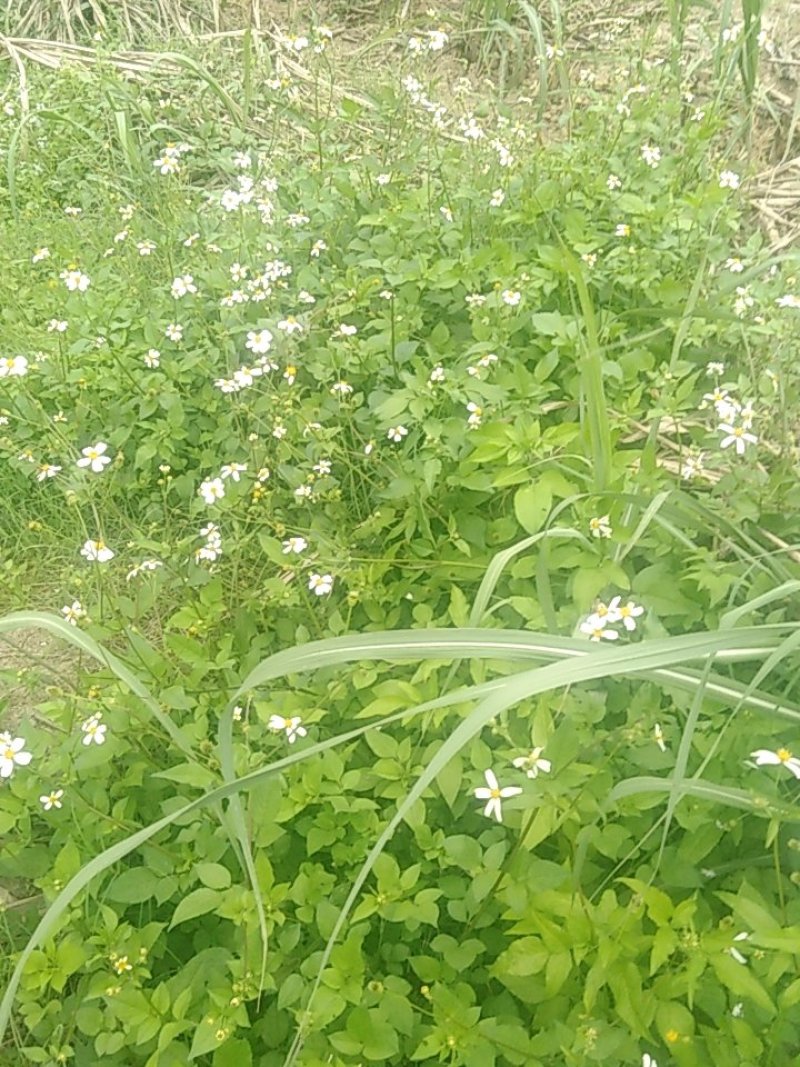 广西新鲜/干货/切碎/鬼针草