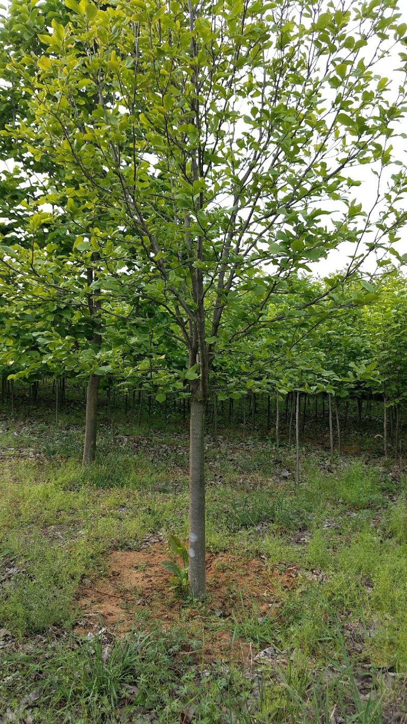 10公分红玉兰白玉兰紫玉兰高杆玉兰玉兰基地直供