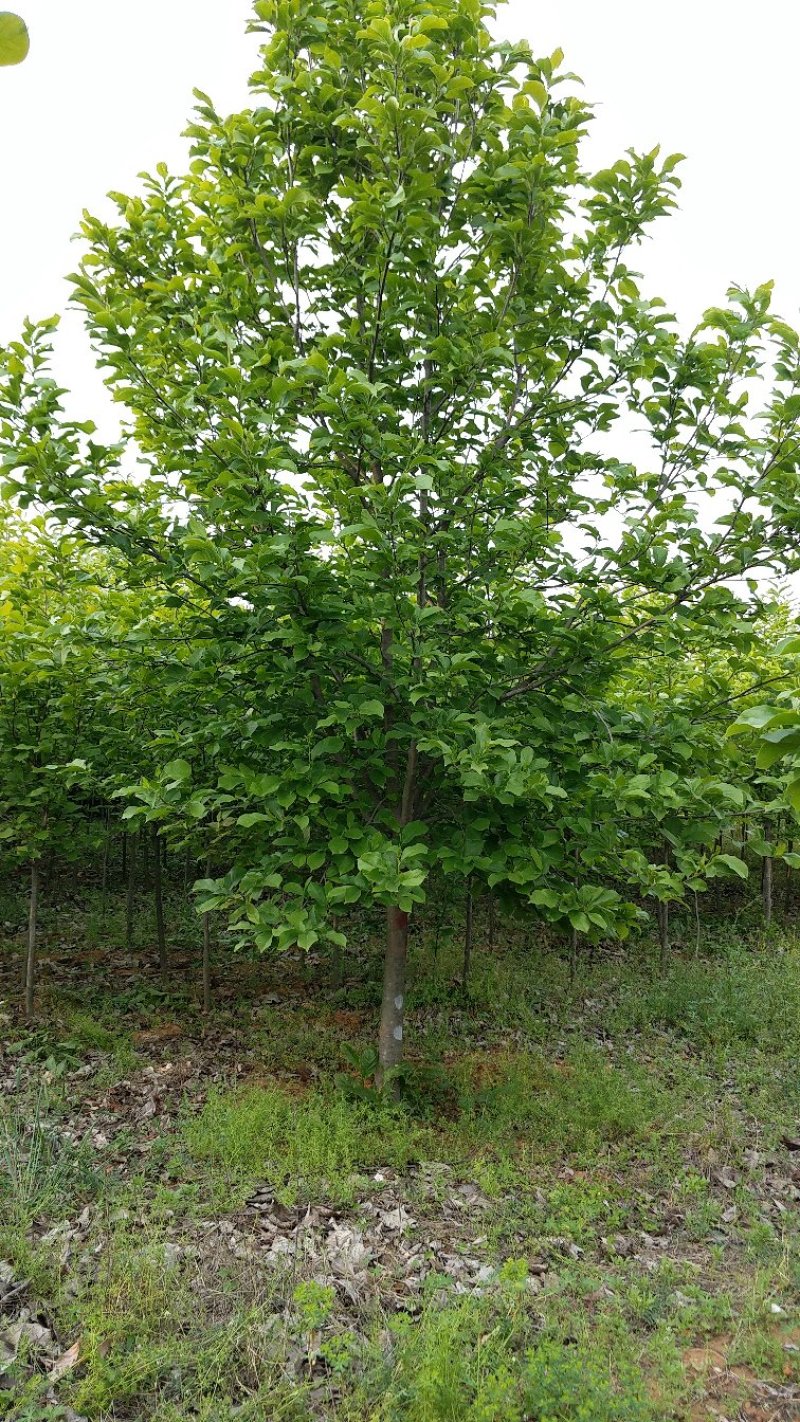 10公分红玉兰白玉兰紫玉兰高杆玉兰玉兰基地直供