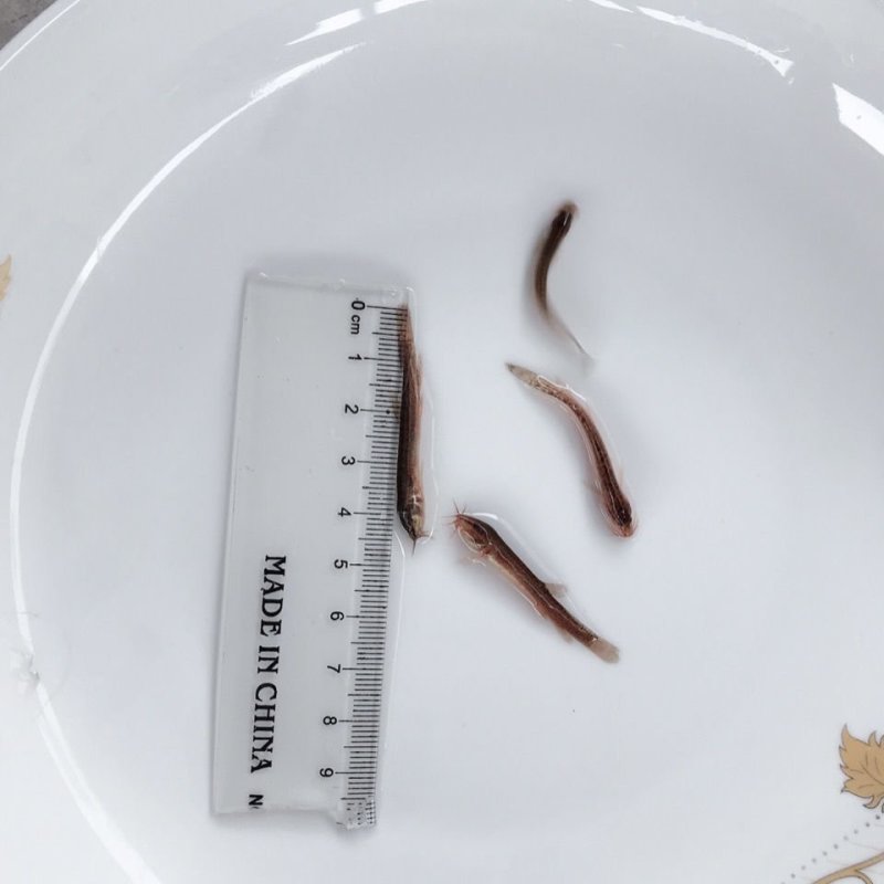 江苏台湾泥鳅苗活体养殖泥鳅苗放生宠物鱼鳄龟饲料小泥鳅苗