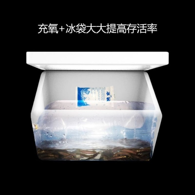 江苏台湾泥鳅苗活体养殖泥鳅苗放生宠物鱼鳄龟饲料小泥鳅苗