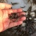 江苏台湾泥鳅苗活体养殖泥鳅苗放生宠物鱼鳄龟饲料小泥鳅苗